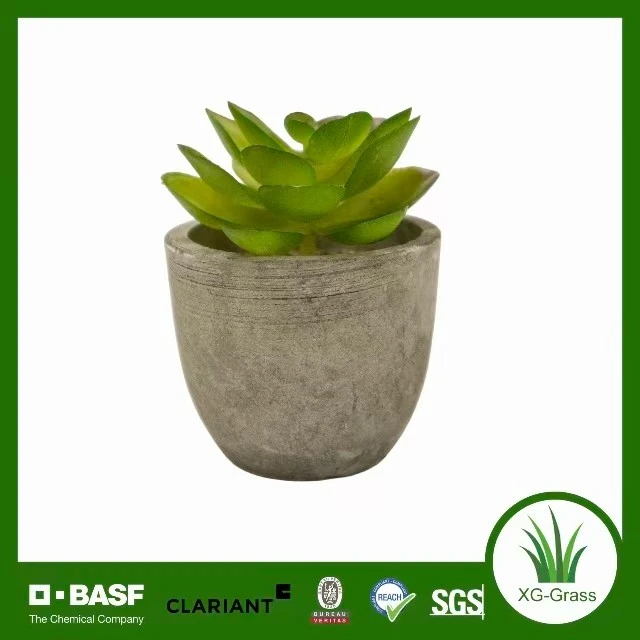 Everlasting Tiny Succulent Decor price