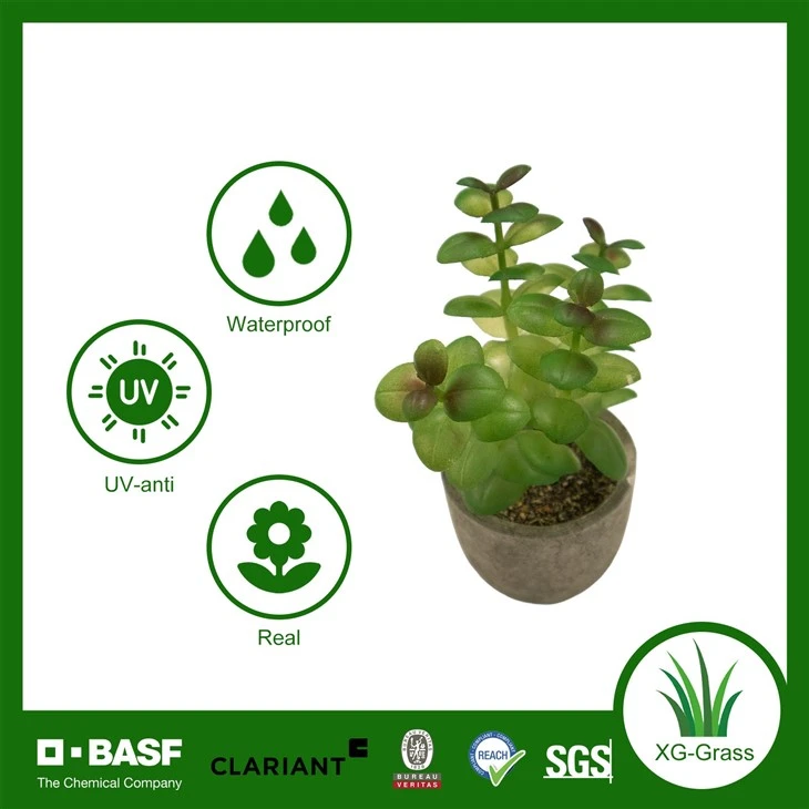 Xingu Unique Succulent Planters To Brighten Up Your Home Decor factory